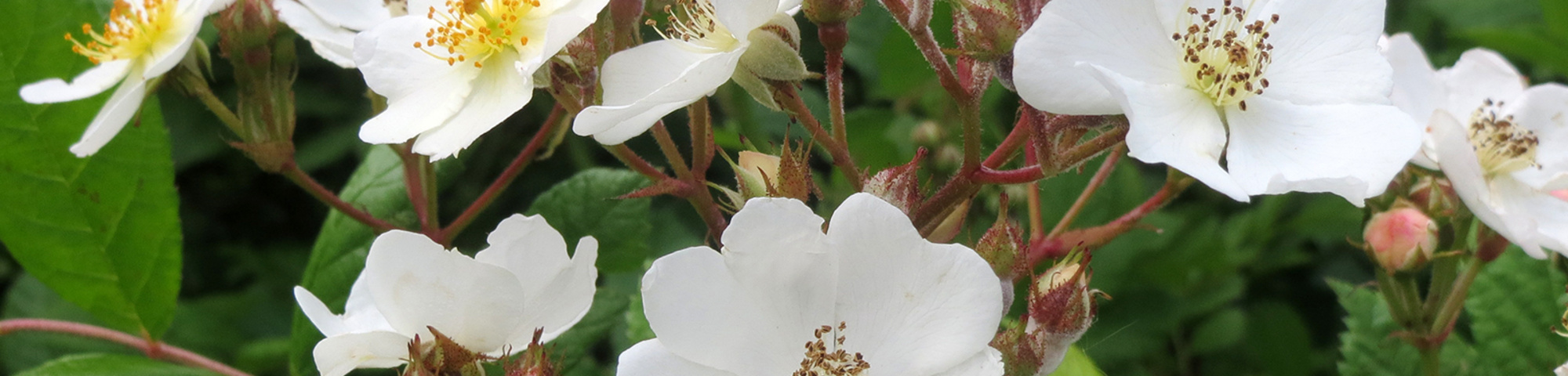 Rosa multiflora