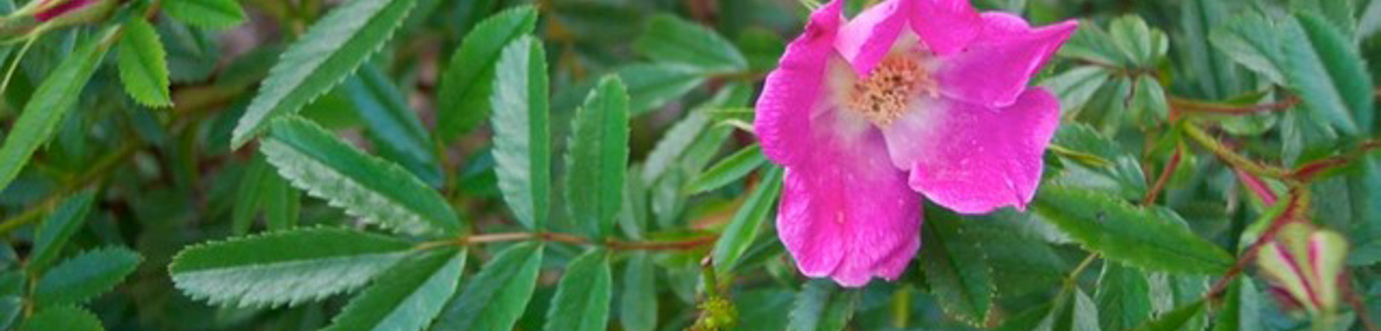 Rosa nitida