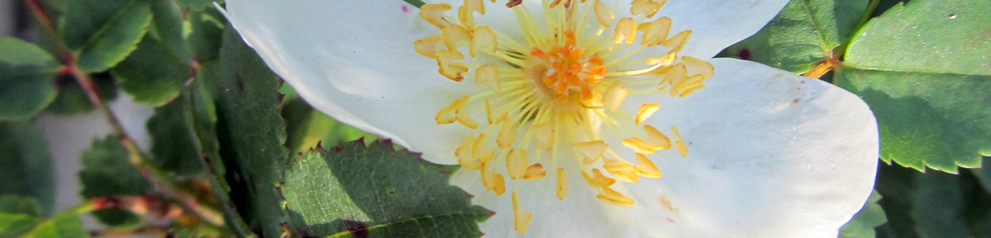 Rosa pimpinellifolia