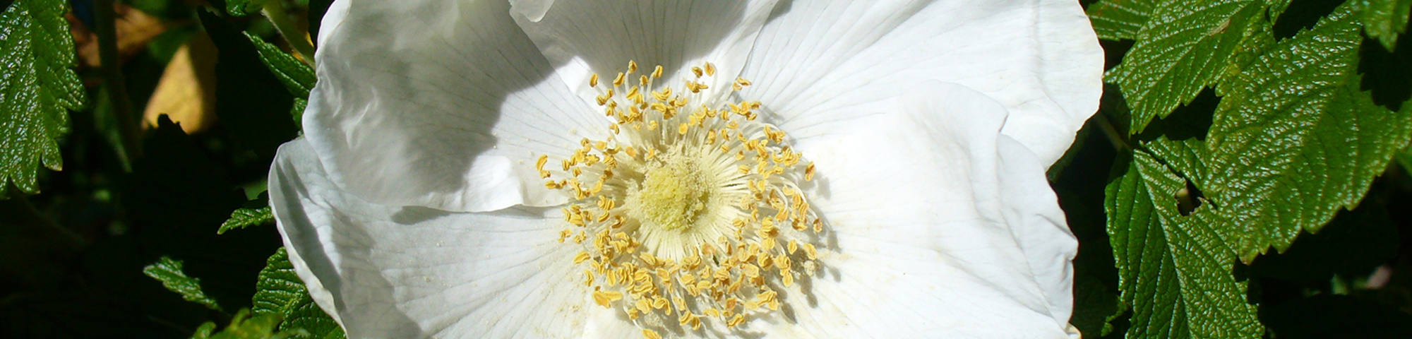 Rosa rugosa 'Alba'