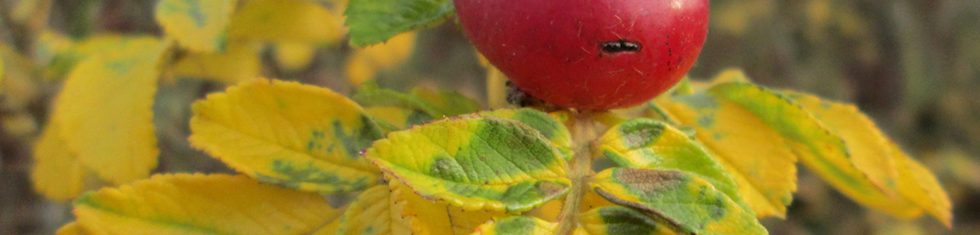 Rosa rugosa