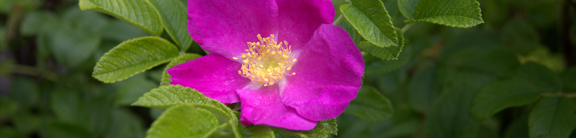 Rosa rugosa 'Rubra'