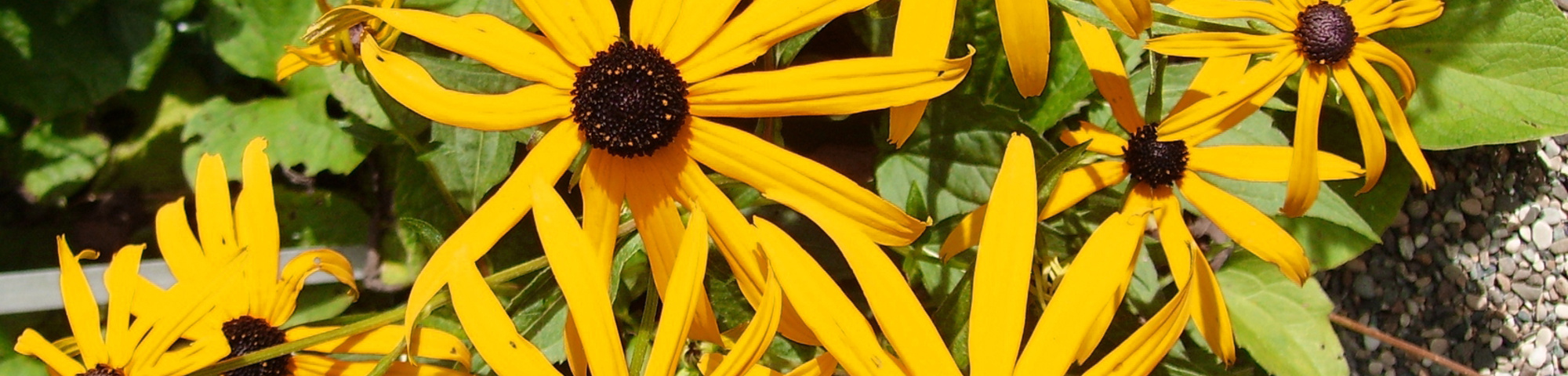 Rudbeckia fulgida 'Goldsturm'
