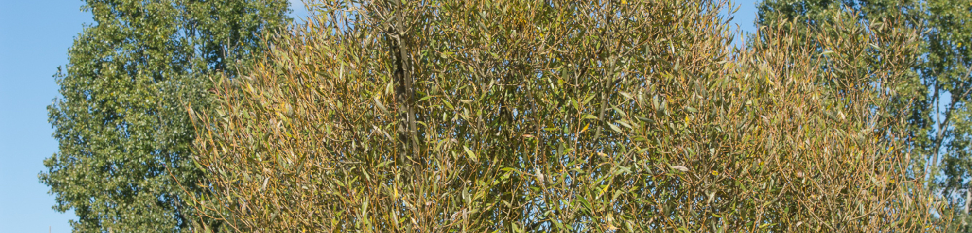 Salix fragilis 'Bullata'