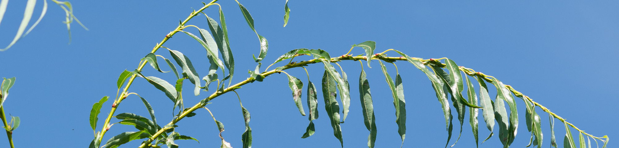 Salix acutifolia 'Pendulifolia'