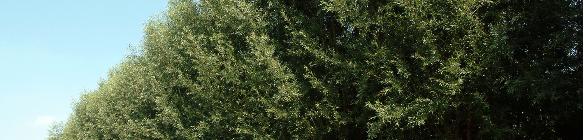 Salix alba 'Belders'