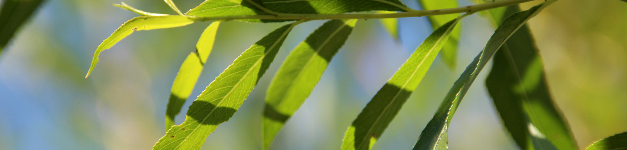 Salix alba 'Chermesina'