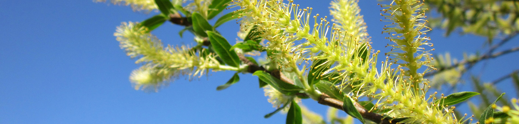 Salix alba