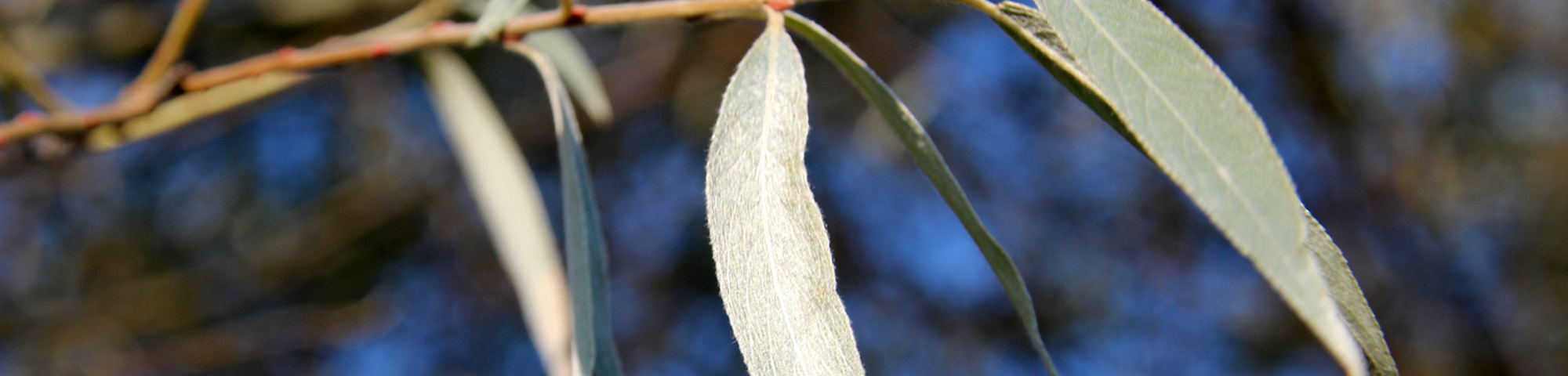 Salix alba 'Sericea'