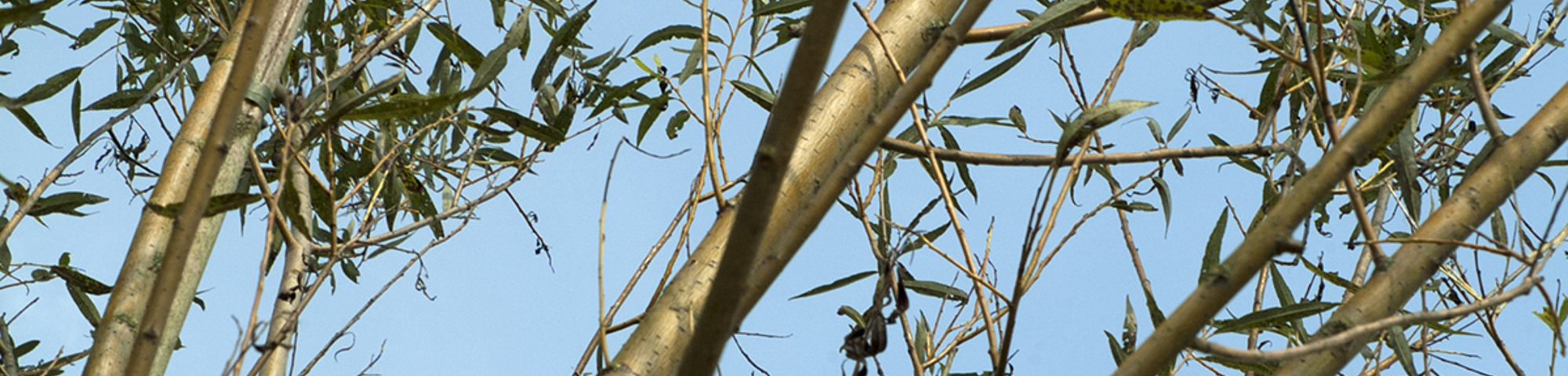 Salix alba 'Vitellina'