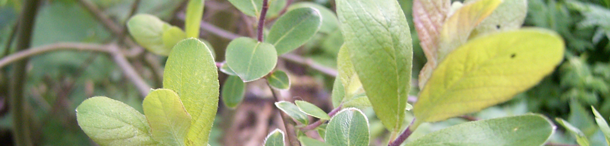 Salix aurita