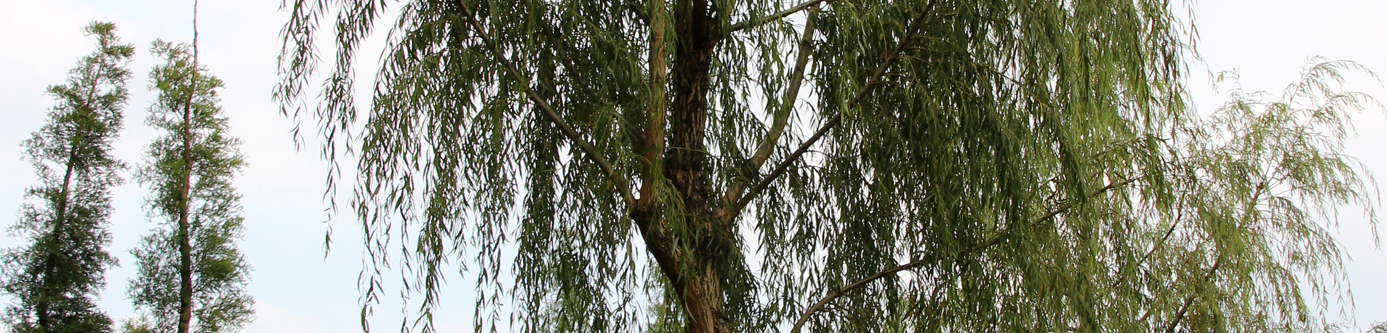 Salix babylonica