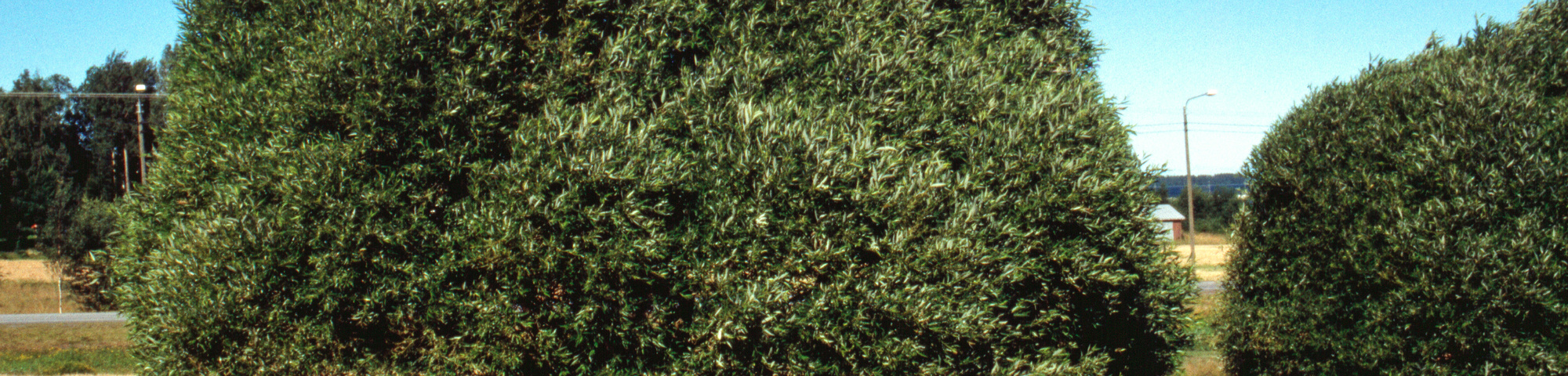 Salix babylonica 'Umbraculifera'