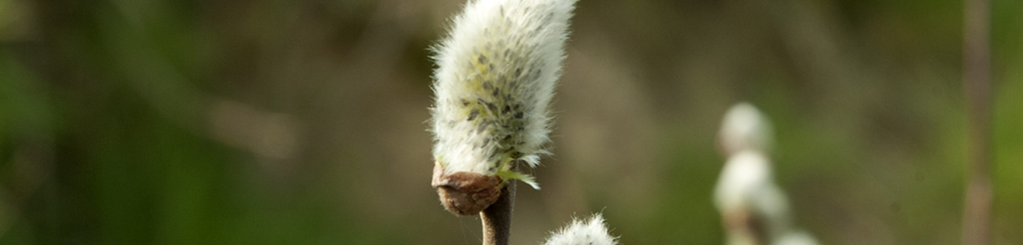 Salix caprea