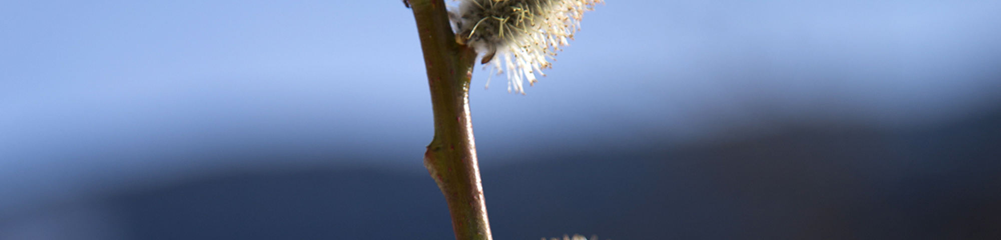 Salix daphnoides