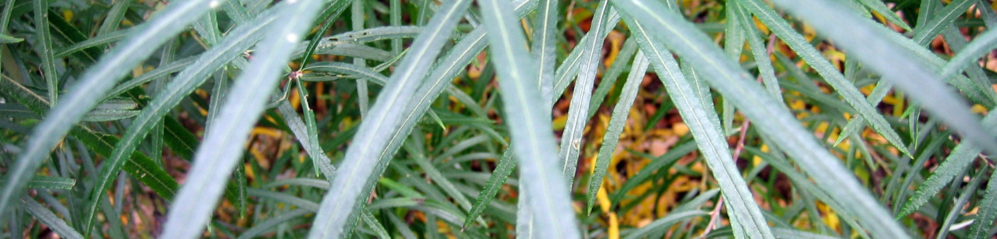 Salix rosmarinifolia