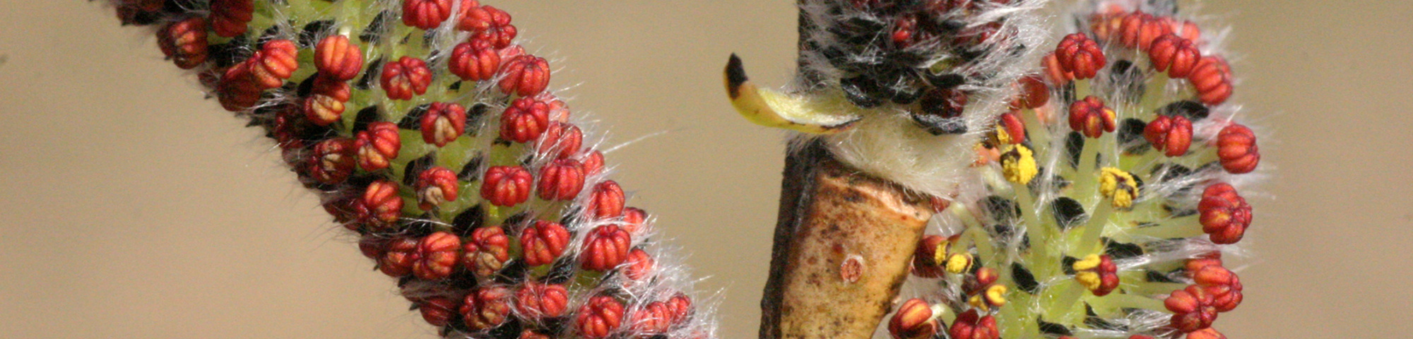 Salix purpurea