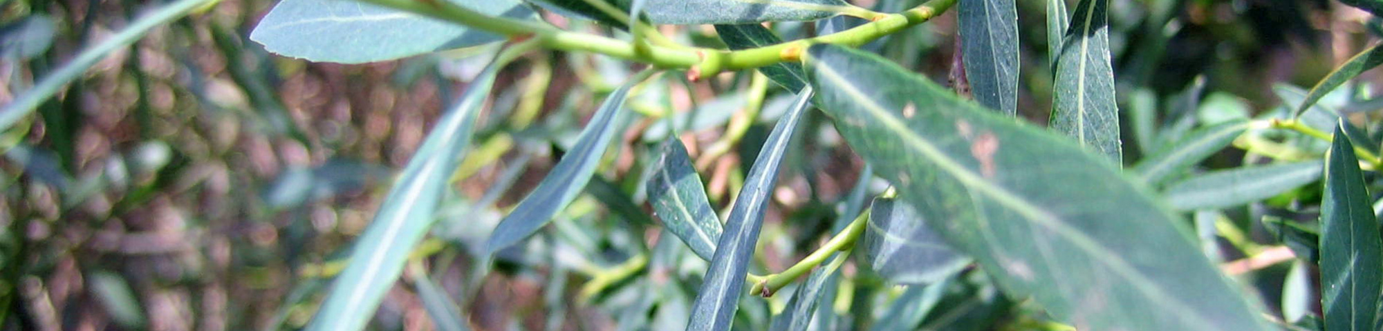 Salix purpurea 'Nana'