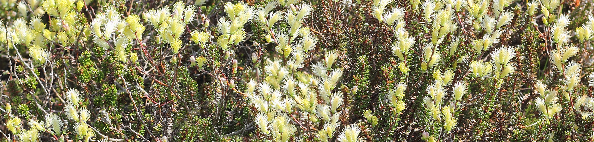 Salix repens