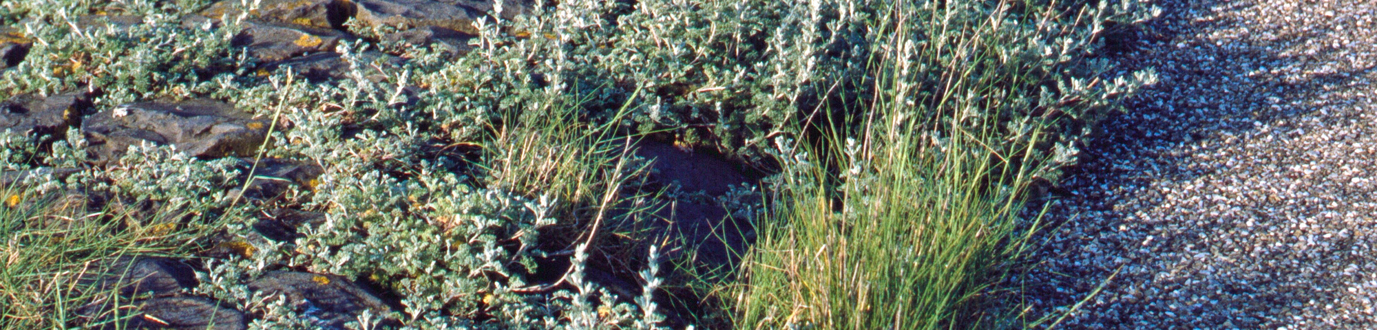 Salix repens