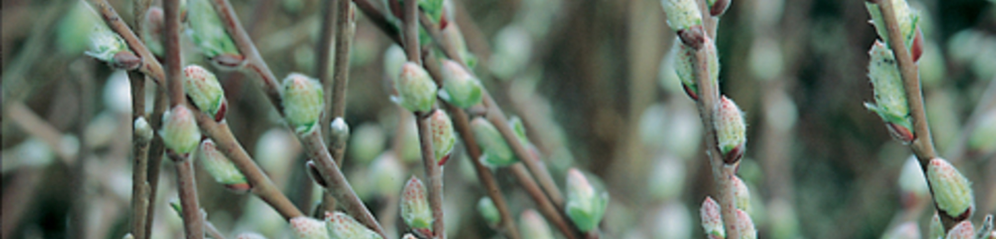 Salix repens var. nitida