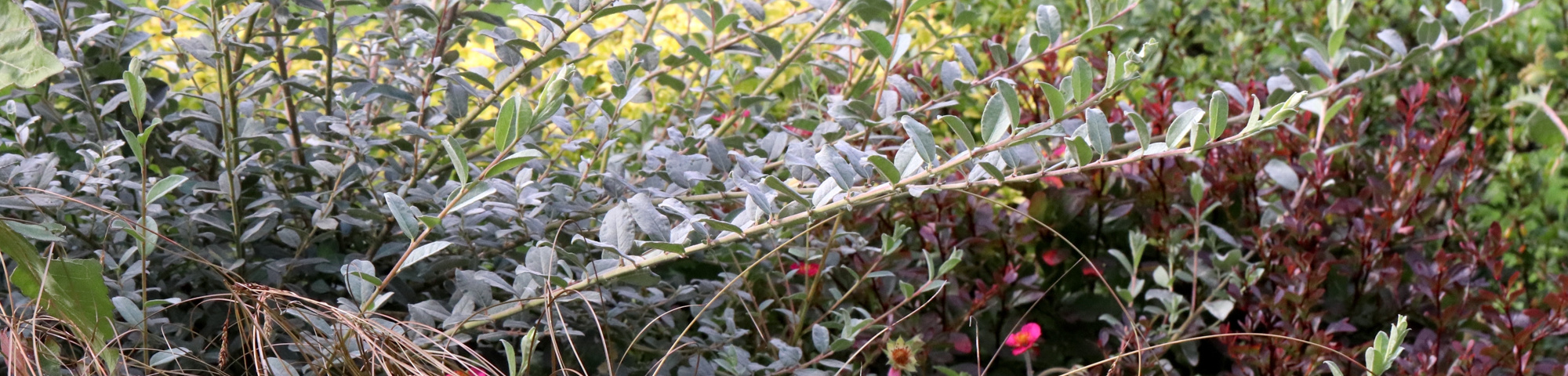 Salix repens var. nitida