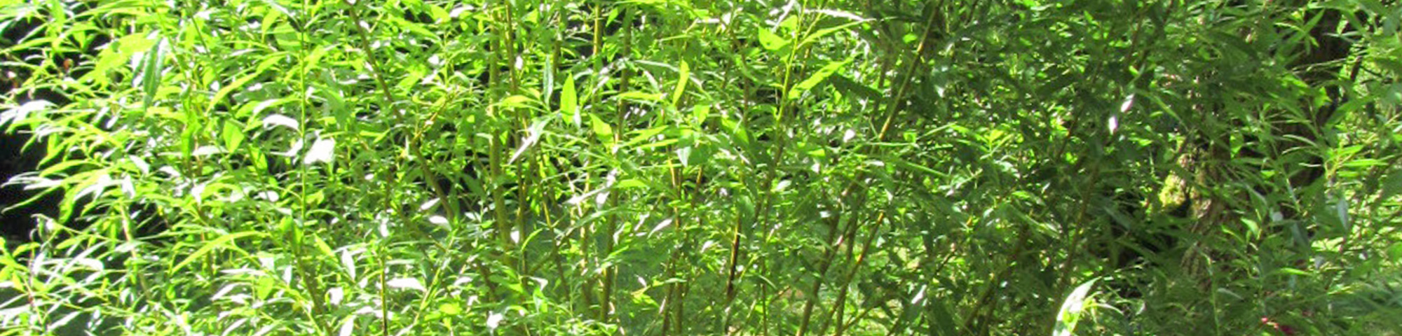 Salix triandra