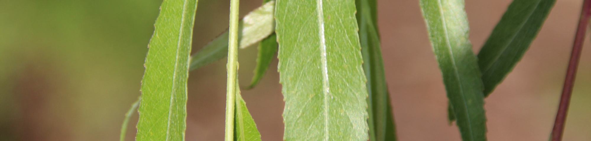 Salix x sepulcralis 'Chrysocoma'