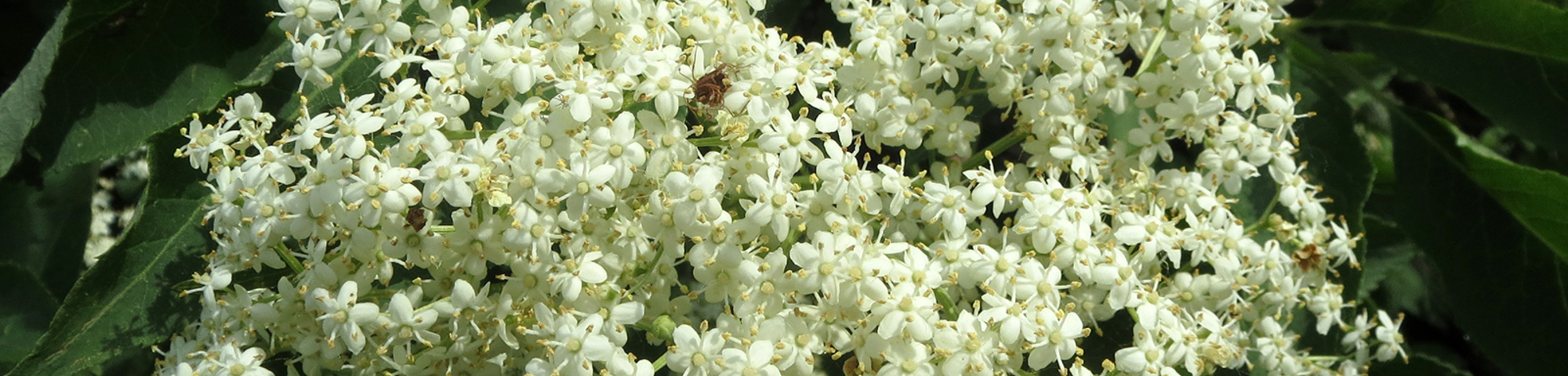 Sambucus nigra