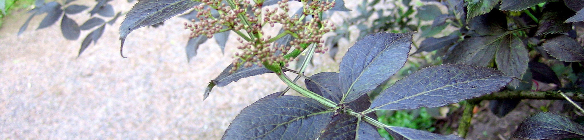 Sambucus nigra 'Guincho Purple'