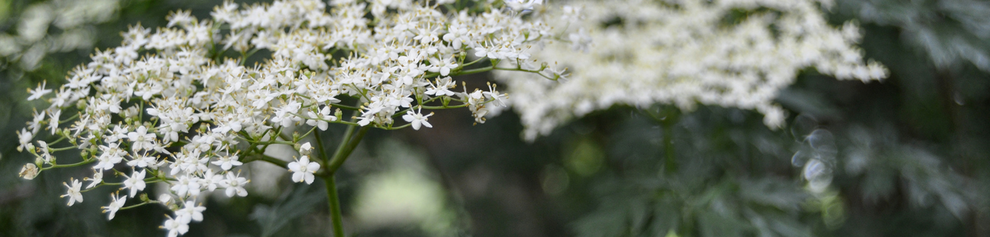 Sambucus nigra 'Laciniata'