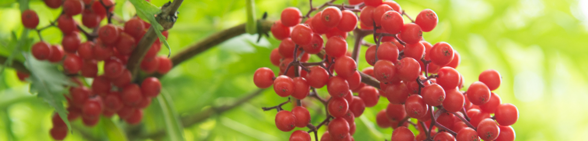 Sambucus racemosa 'Plumosa Aurea'