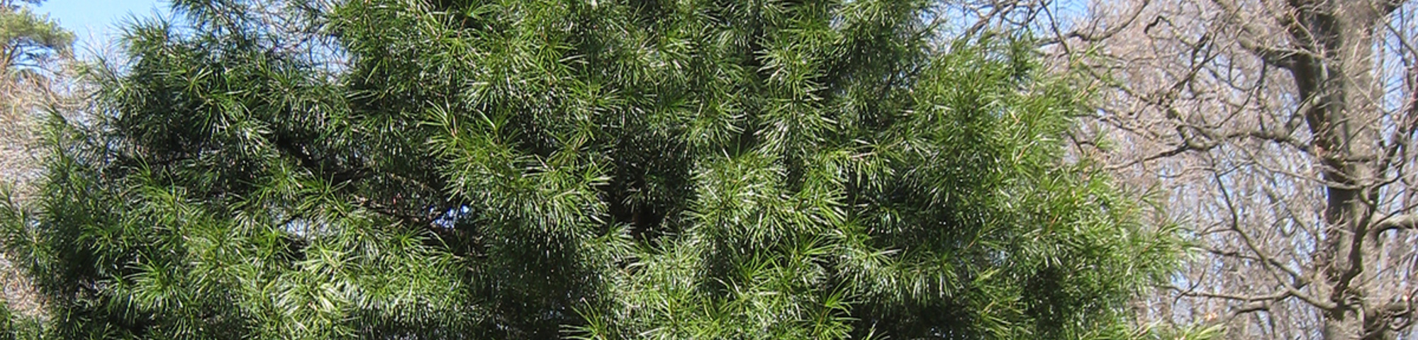 Sciadopitys verticillata