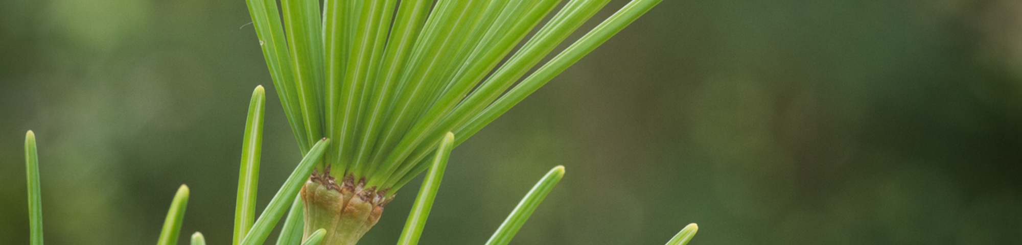 Sciadopitys verticillata 'Sternschnuppe'