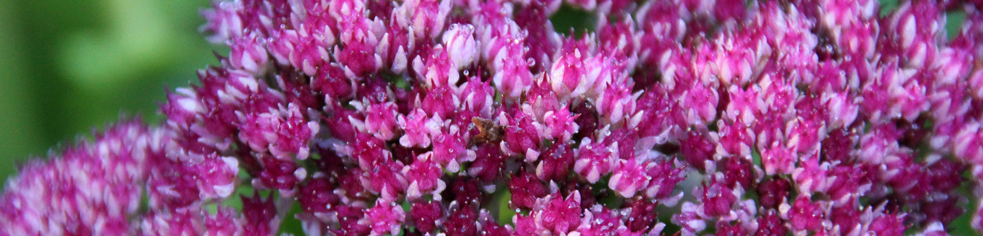 Sedum 'Herbstfreude'