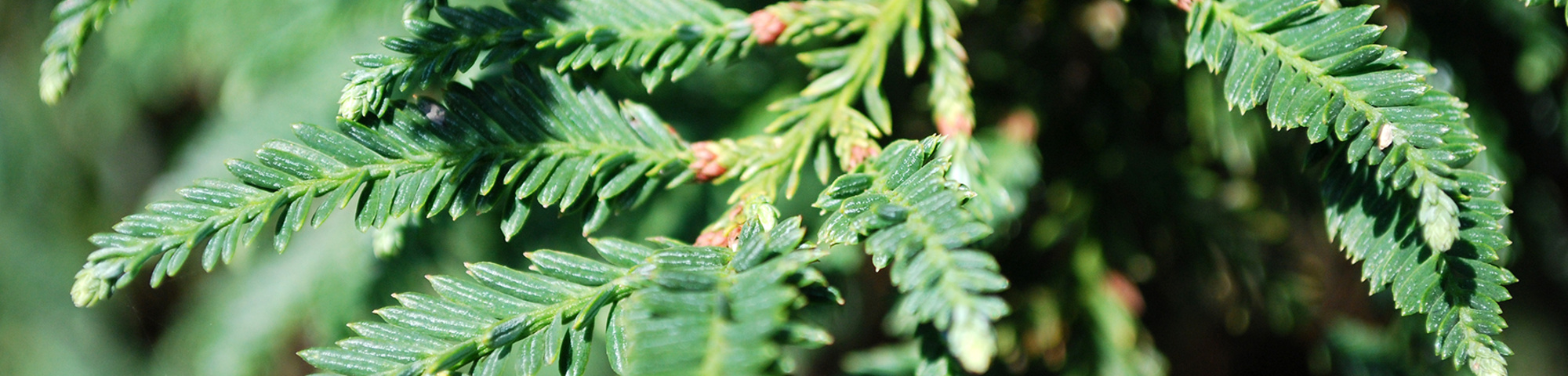 Sequoia sempervirens