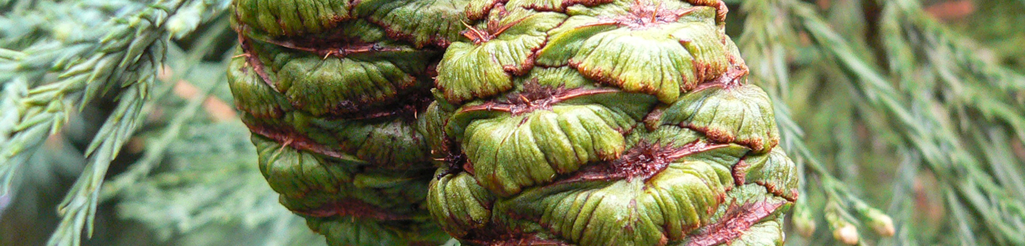 Sequoiadendron giganteum