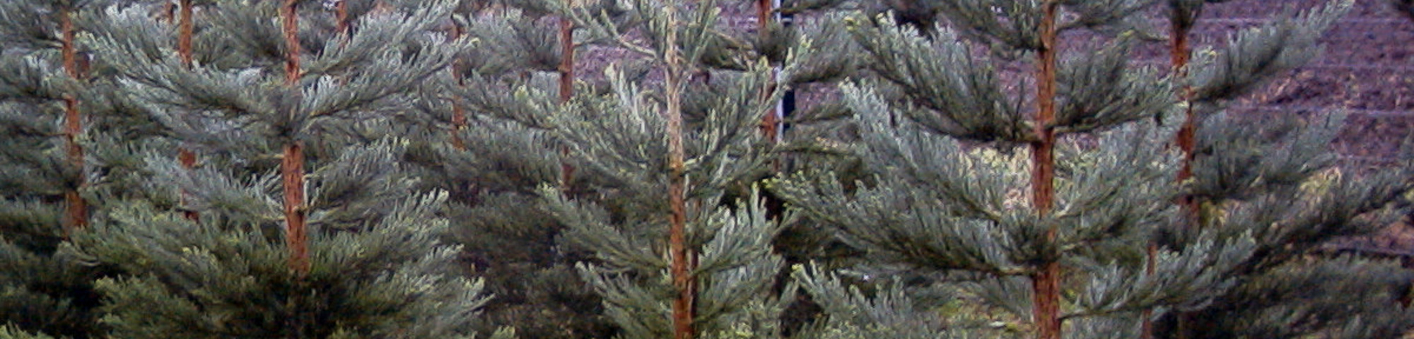 Sequoiadendron giganteum 'Glaucum'