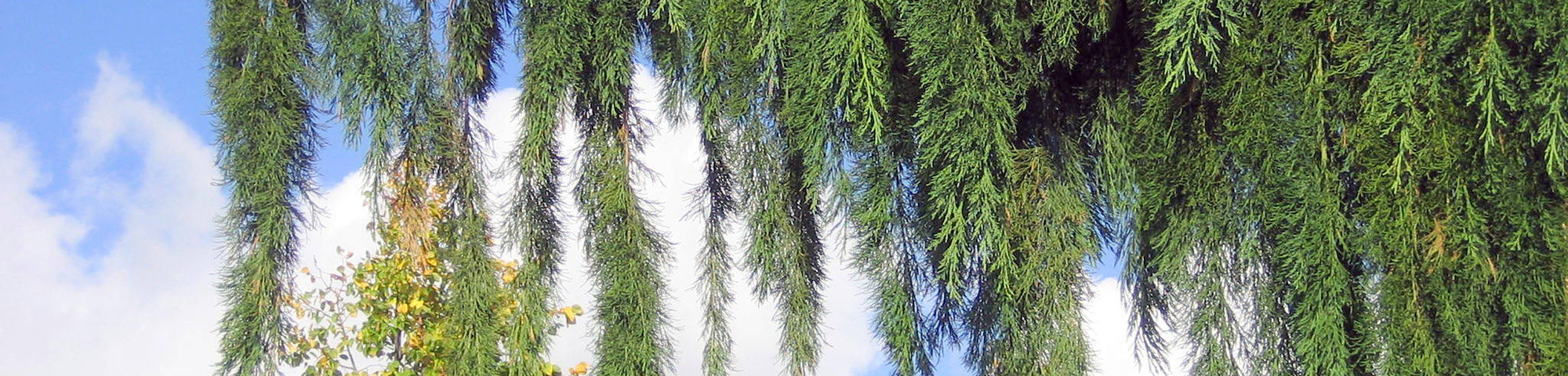 Sequoiadendron giganteum 'Pendulum'