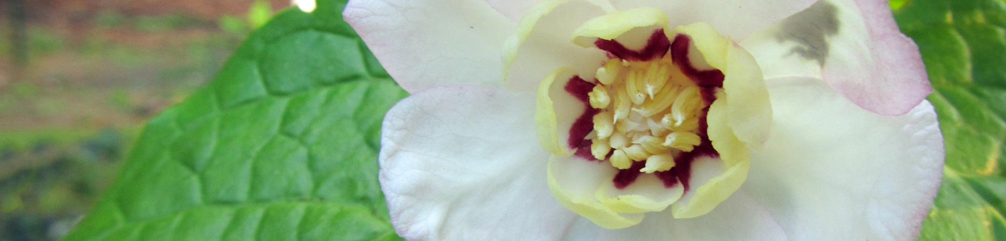 Sinocalycanthus chinensis