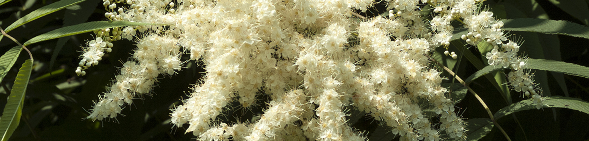 Sorbaria sorbifolia