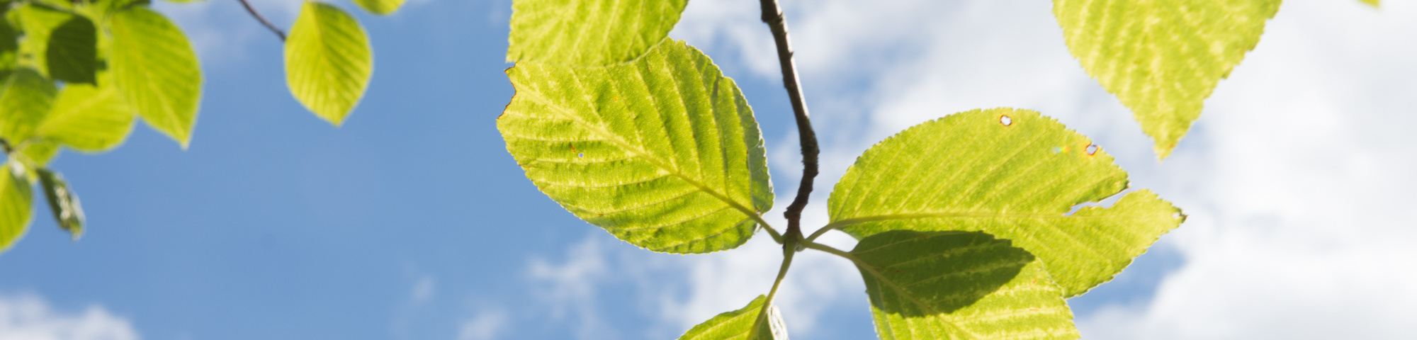 Sorbus alnifolia