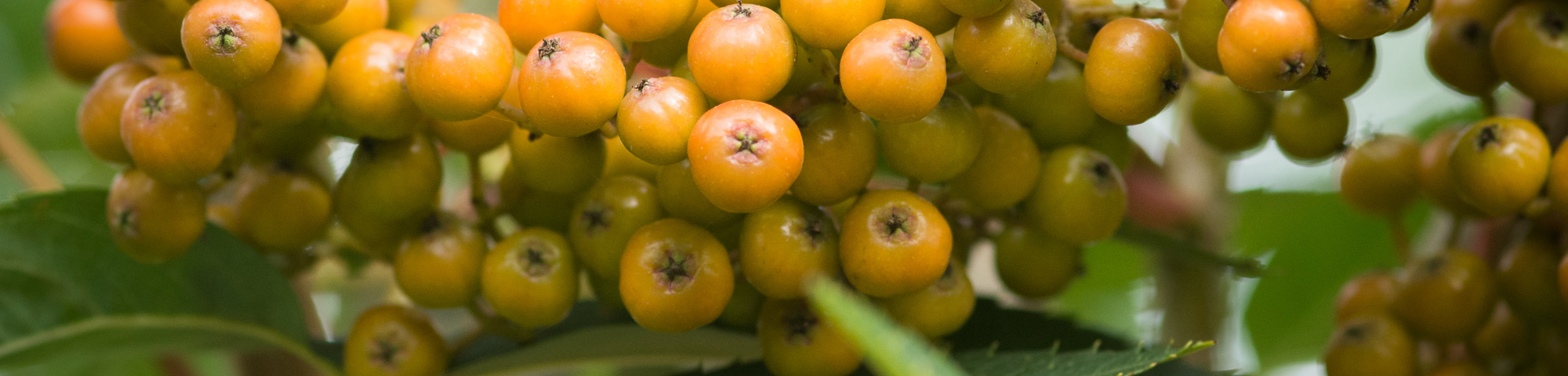 Sorbus americana
