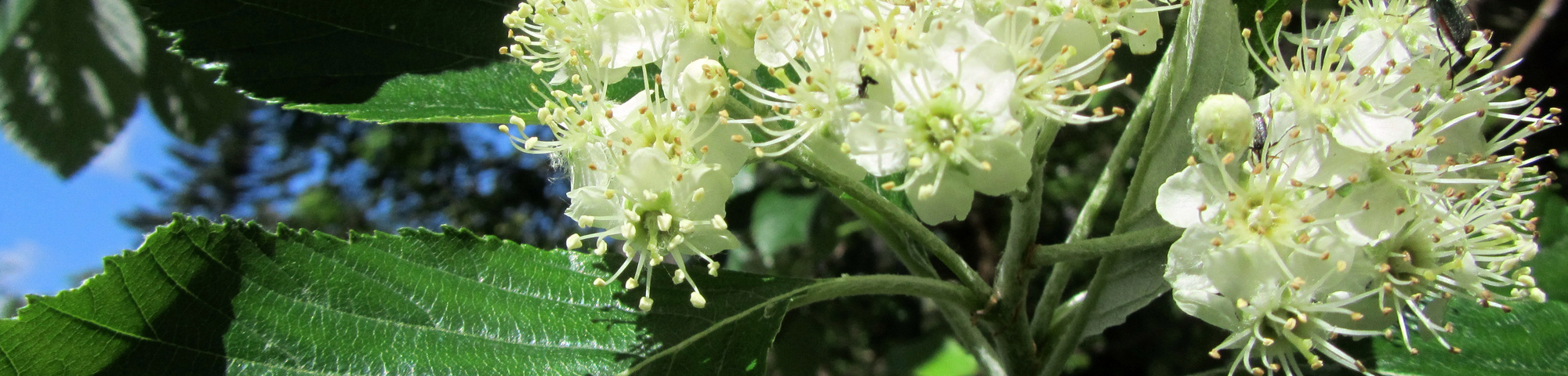 Sorbus aria