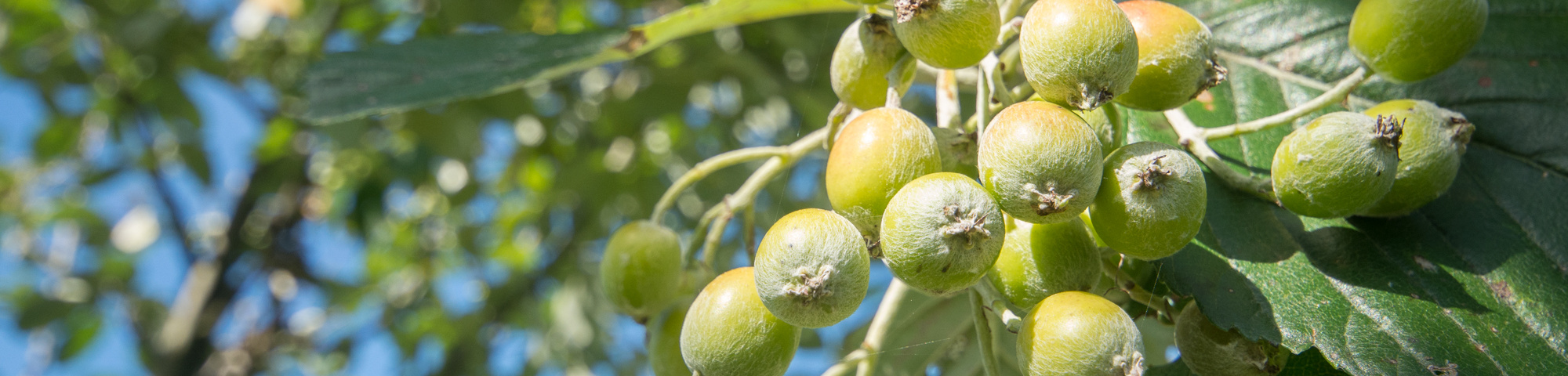 Sorbus aria 'Gigantea'
