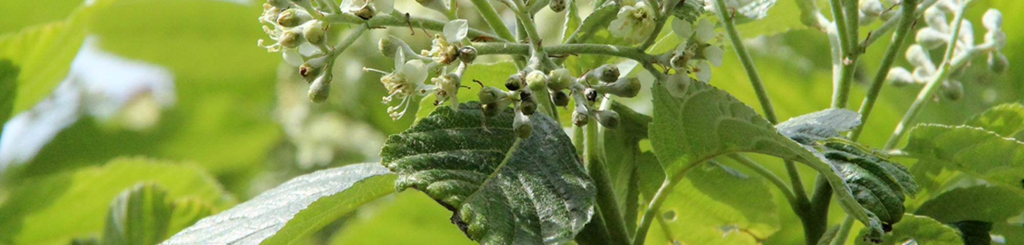 Sorbus aria 'Magnifica'