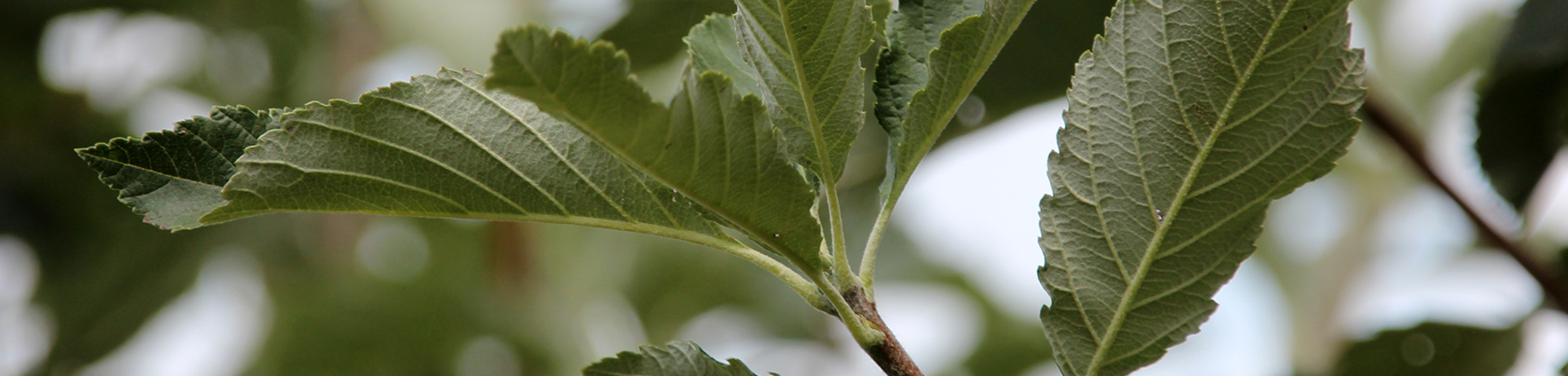 Sorbus aria 'Majestica'