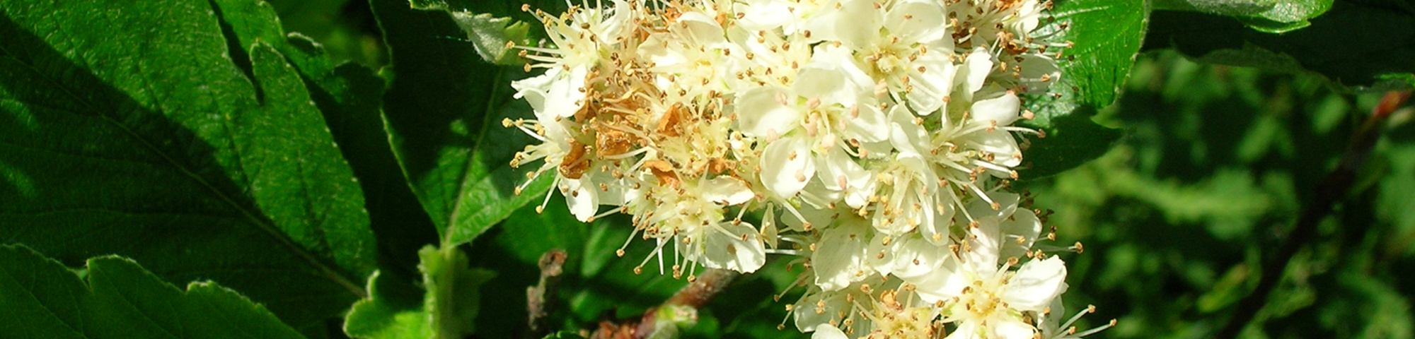 Sorbus arranensis