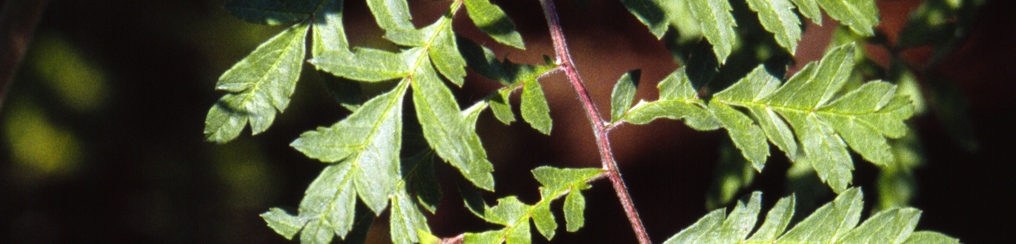 Sorbus aucuparia 'Aspleniifolia'