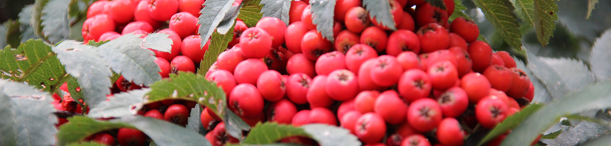 Sorbus aucuparia 'Fastigiata'